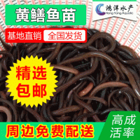 正大九號(hào)黃鱔 黃鱔魚(yú)苗 鱔魚(yú)苗 優(yōu)質(zhì)淡水養(yǎng)殖活體魚(yú)苗批發(fā)