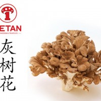 DETAN德添舞茸 新鮮灰樹花 購買請電話聯系，否則不發貨