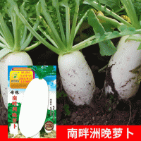 批發菜園蔬菜種子母株南畔洲晚蘿卜25克盆栽陽臺院子菜籽廠家直銷