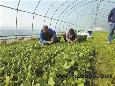 種植基地里，種植戶(hù)忙著采收蔬菜。