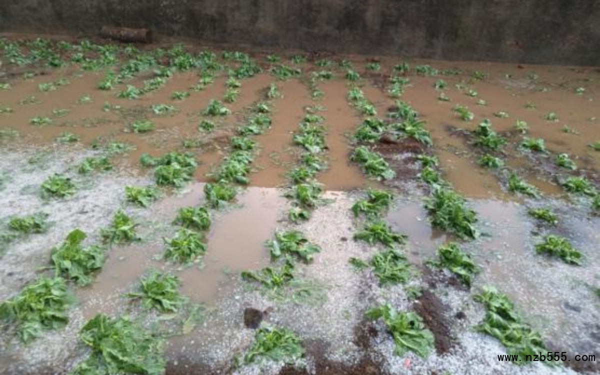 部分露地蔬菜在冰雹、暴雨后出現(xiàn)積水。北京市農(nóng)業(yè)技術(shù)推廣站供圖