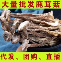 鹿茸菇干貨500g鹿茸菌云南特產食用菌菇煲湯料香菇批發(fā)代發(fā)