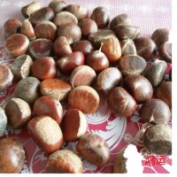 遷西栗子新鮮，生板栗新鮮，遷西板栗子