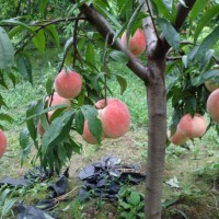 四川桃苗批發基地，國慶桃三年苗，品種保證基地直發