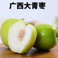 廣西大青棗牛奶棗新鮮采摘脆甜多汁產地直發整箱批發代發包郵貿易