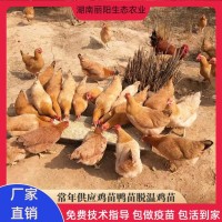 雞苗湘黃雞活體小雞仔母苗林下跑山小腳土雞易活好養支持技術指導