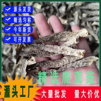 鹿茸菇鹿茸菌秋木脆脆菇瓶摘食用菌酒店專供食材散裝批發(fā)燉湯松茸