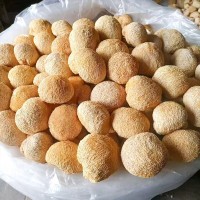 產地直銷古田猴頭菇500G干特產批發食用菌健脾