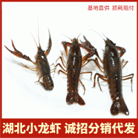 鮮活小龍蝦批發(fā)湖北稻田清水蝦夏季小龍蝦潛江小龍蝦現(xiàn)貨現(xiàn)發(fā)