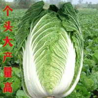 冬儲(chǔ)35斤秋播大白菜種子?xùn)|北北方耐儲(chǔ)藏越冬白菜籽