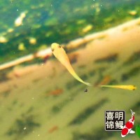 2025年喜明春季水花魚苗批發(fā)預(yù)訂往屆錦鯉水花成長過程分享
