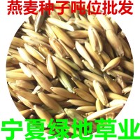 批發燕麥草種子白燕麥牧草種子飼用養殖牧草籽耐寒灰牧草燕麥種子