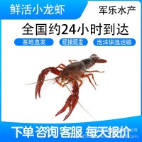鮮活小龍蝦湖北現(xiàn)貨小青中青大青活蝦清水小龍蝦水產(chǎn)品餐館商用