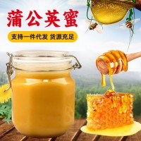 蒲公英蜂蜜500g結晶蜂蜜源頭廠家一件代發蒲公英結晶蜜原蜜批發