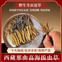 【野生蟲草】那曲冬蟲夏草干貨禮盒滋補品批發產地直供高海拔