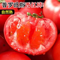 正宗普羅旺斯西紅柿沙瓤自然熟新鮮現摘發貨水果番茄