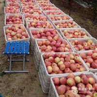 洛川紅富士75mm一級(jí)果  10噸