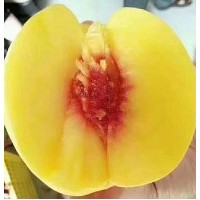 陜西黃桃新品種-錦繡黃桃，香甜可口，耐運輸，陽歷8月份成熟 5斤